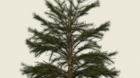 Conifer Tree 05