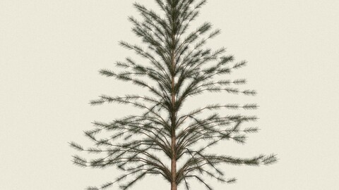 Conifer Tree 07