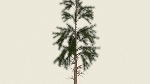 Conifer Tree 11