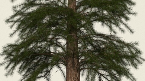 Conifer Tree 12