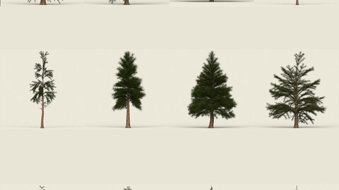 Conifer Tree Collection