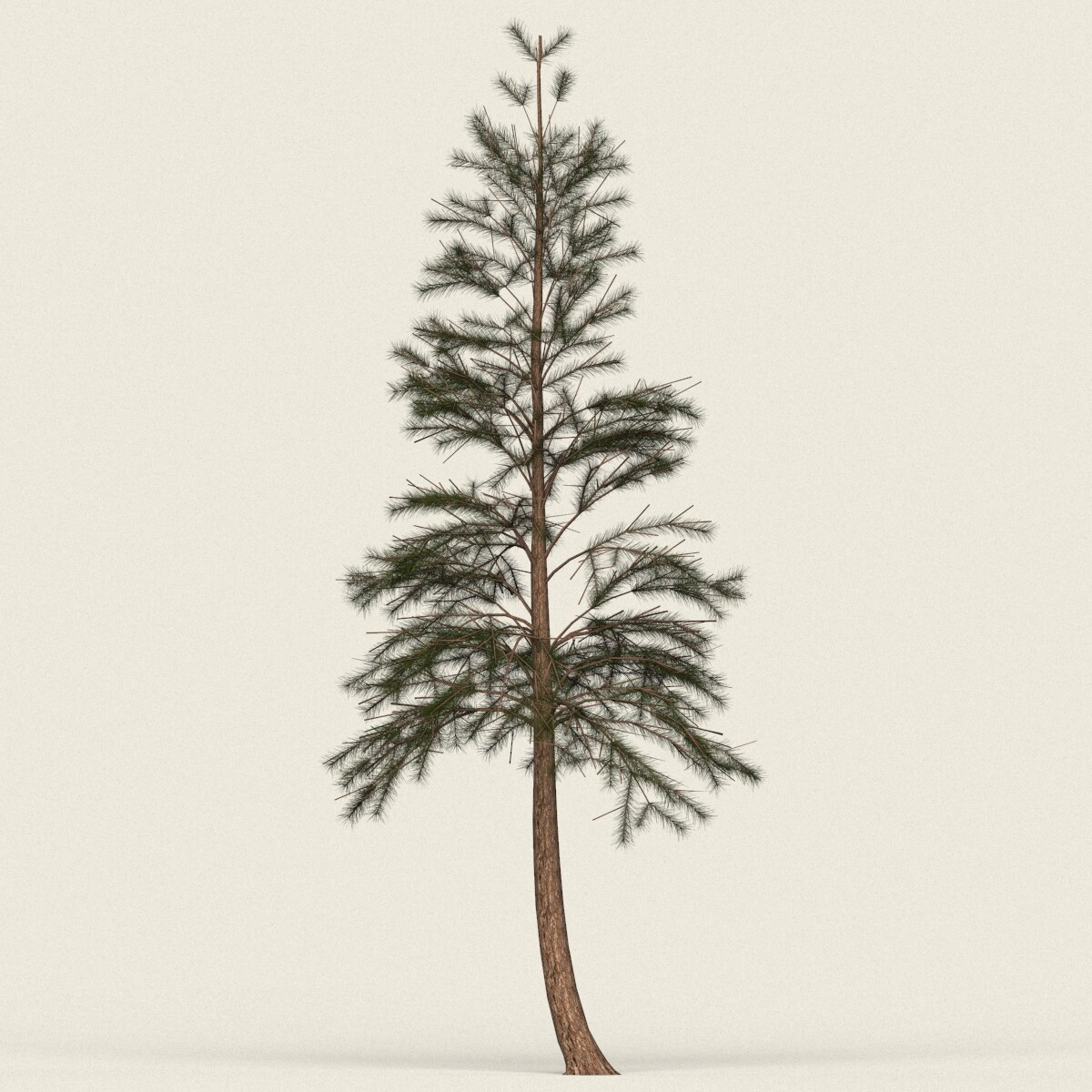 ArtStation - Conifer Tree Collection | Resources