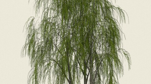 Willow Tree 03