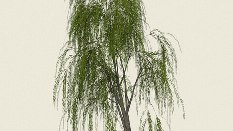 Willow Tree 04