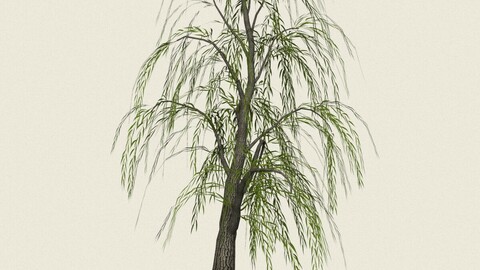 Willow Tree 05