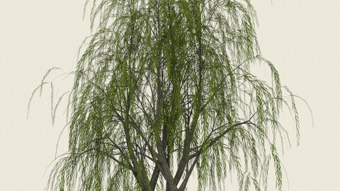 Willow Tree 11