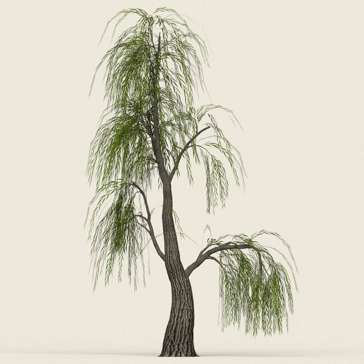 ArtStation - Willow Tree Collection | Resources