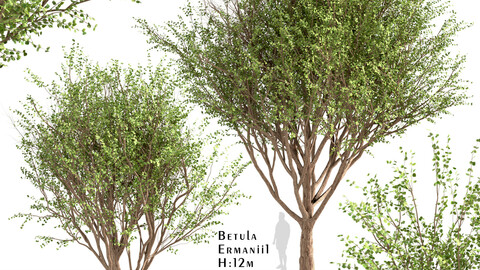 Set of Betula Ermanii Trees (Ermans birch) (2 Trees)