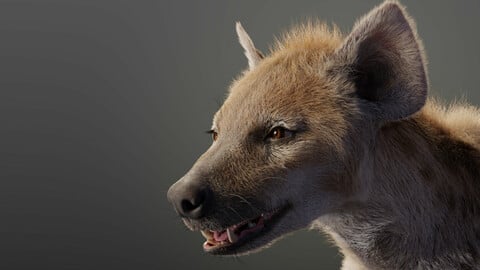 3D Animal | Spotted Hyena Animated