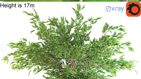 Ash tree V-ray+corona