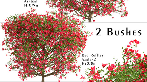 Set of Red Ruffle Azalea Bushes (Rhododendron) (2 Bushes)