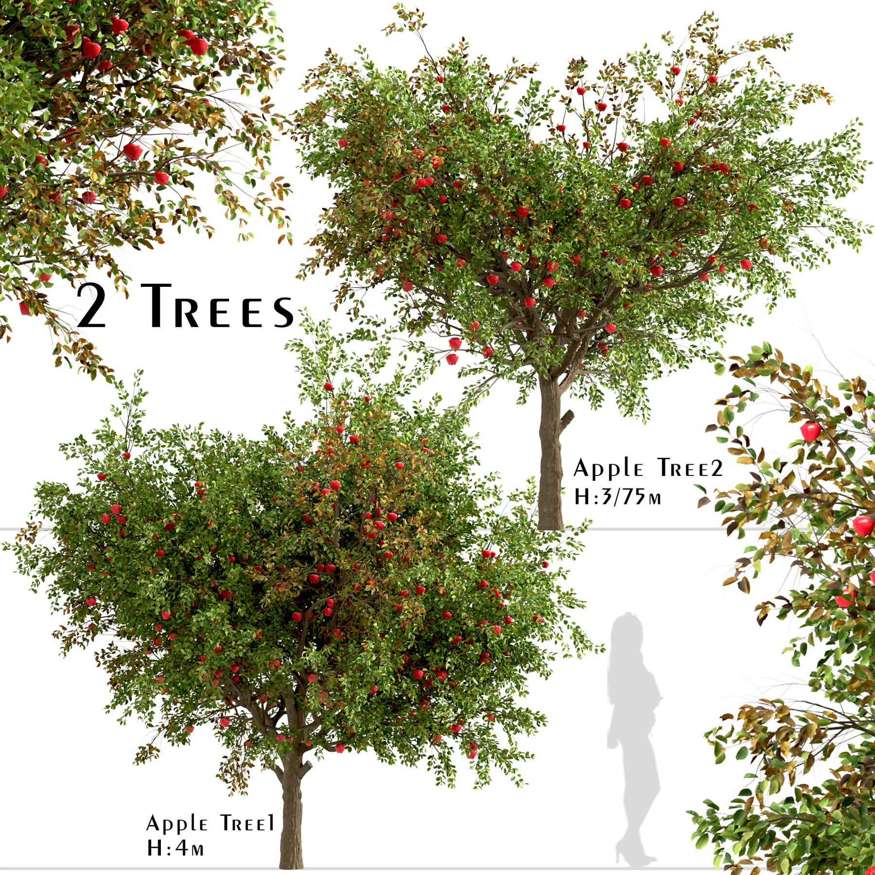 Tree перевод на русский. Tree перевод. Apple Tree перевести. Trees are Apple Trees перевод. Sapling перевод.