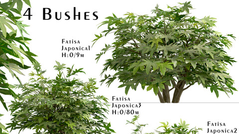 Set of Fatsia japonica bushes (Japanese aralia) (4 Bushes)