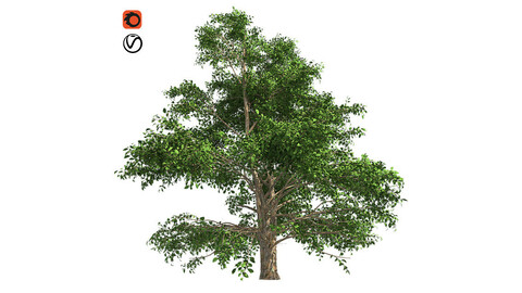 Korean Stewartia Tree