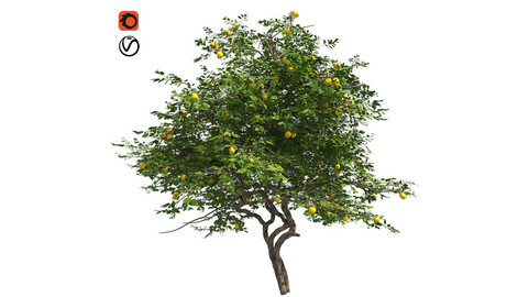 Lemon Fruit Tree