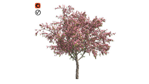 Peach Flowers Tree