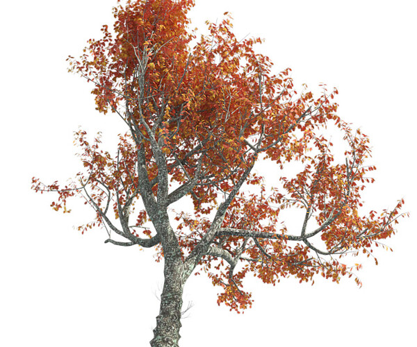 ArtStation - Red Oak Fall Tree | Game Assets