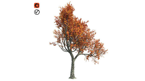 Red Oak Fall Tree