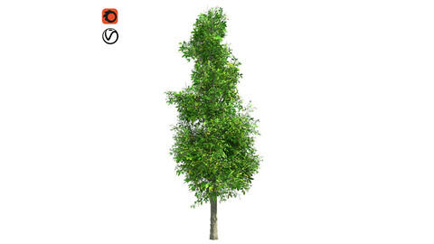 Sourwood Tree