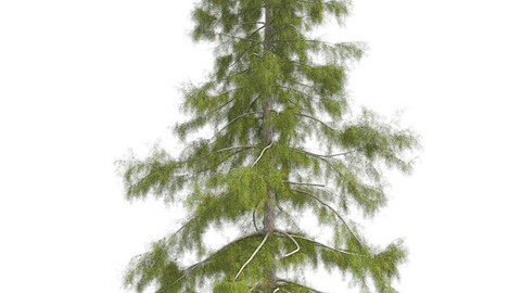 Alaska Cedar Tree