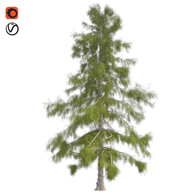 ArtStation - Alaska Cedar Tree | Resources