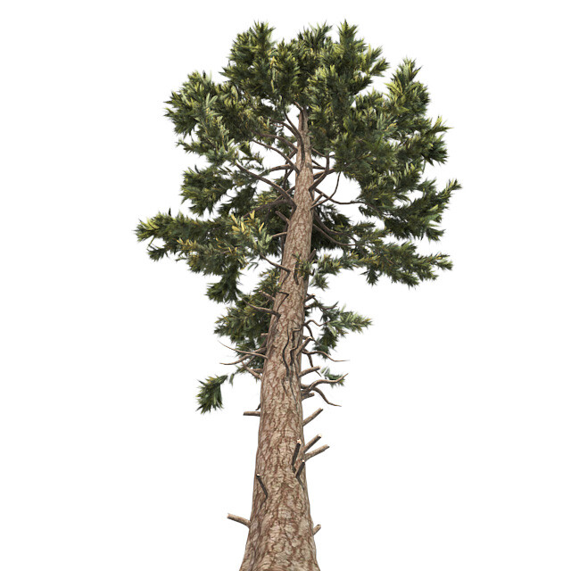 ArtStation - Douglas Fir Tree | Game Assets