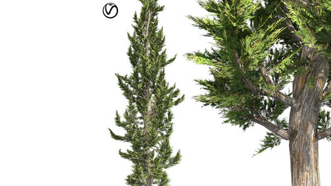 Hollywood Juniper Tree