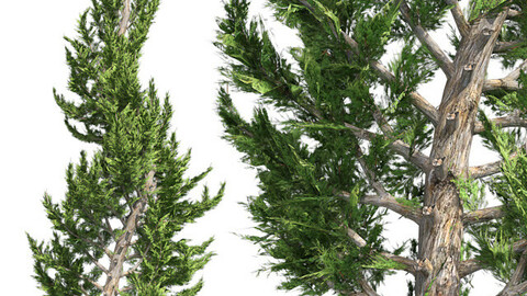 Hollywood Juniper Topiary Tree