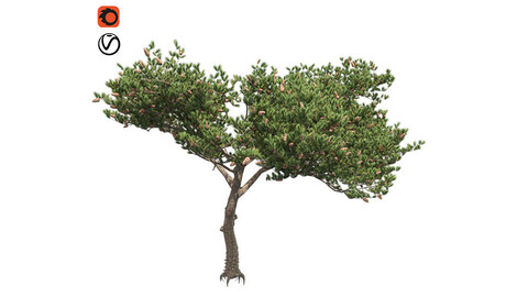 Italian Cypress Tree