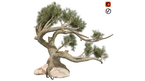 Jeffrey Pine Tree