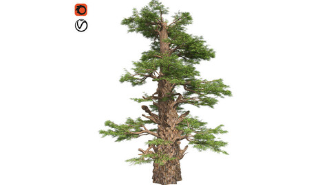 Western Juniper Tree
