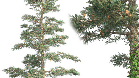 White Fir Tree