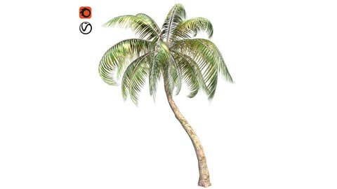 Palm coconut Tree