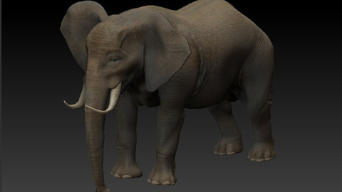 Elephant 3D Asset