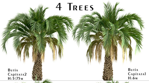 Set of Butia Capitata trees (Palmier jeleu) (4 Trees)