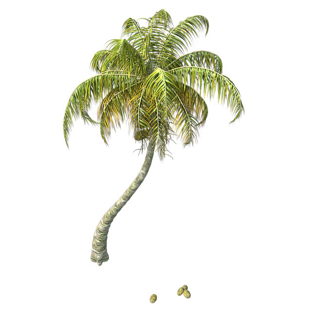 ArtStation Chinese Fan Palm Tree Resources
