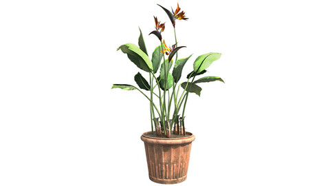 Bird Of Paradise in Pot