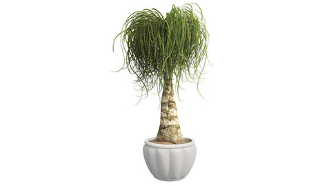 Ponytail Palm in Pot