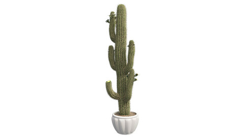 Saguaro Cactus in Pot