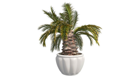 Sago Palm in Pot
