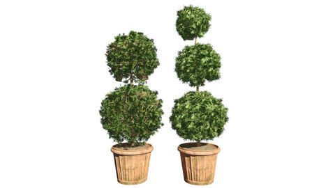 American Boxwood Topiary Double Triple in  Pot