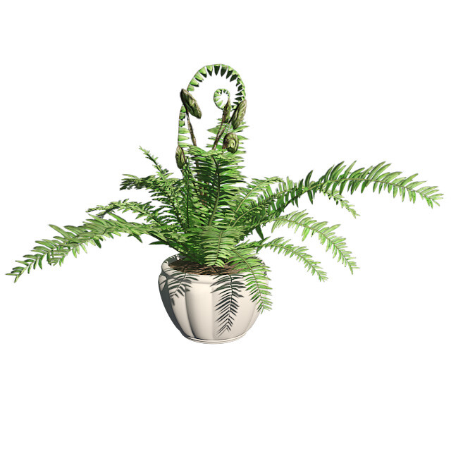 ArtStation - Boston Fern in Pot | Game Assets