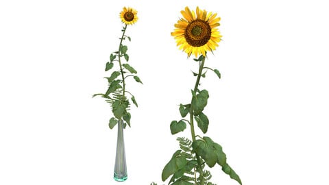 Sunflower in Glass Vase