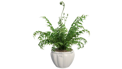 Western Sword Fern in Pot