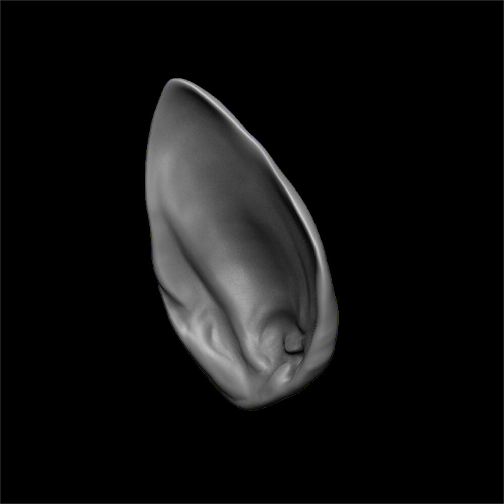 ArtStation - ears 3D model with high poly and low poly | Game Assets