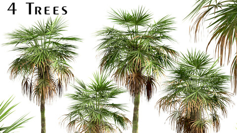 Set of Trachycarpus Fortunei Palm trees (Chinese windmill) (4 Trees)