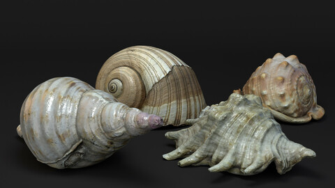 Seashells - 3D Scanned models