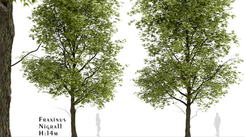 Black Ash Tree (Fraxinus Nigra) (1 Tree)