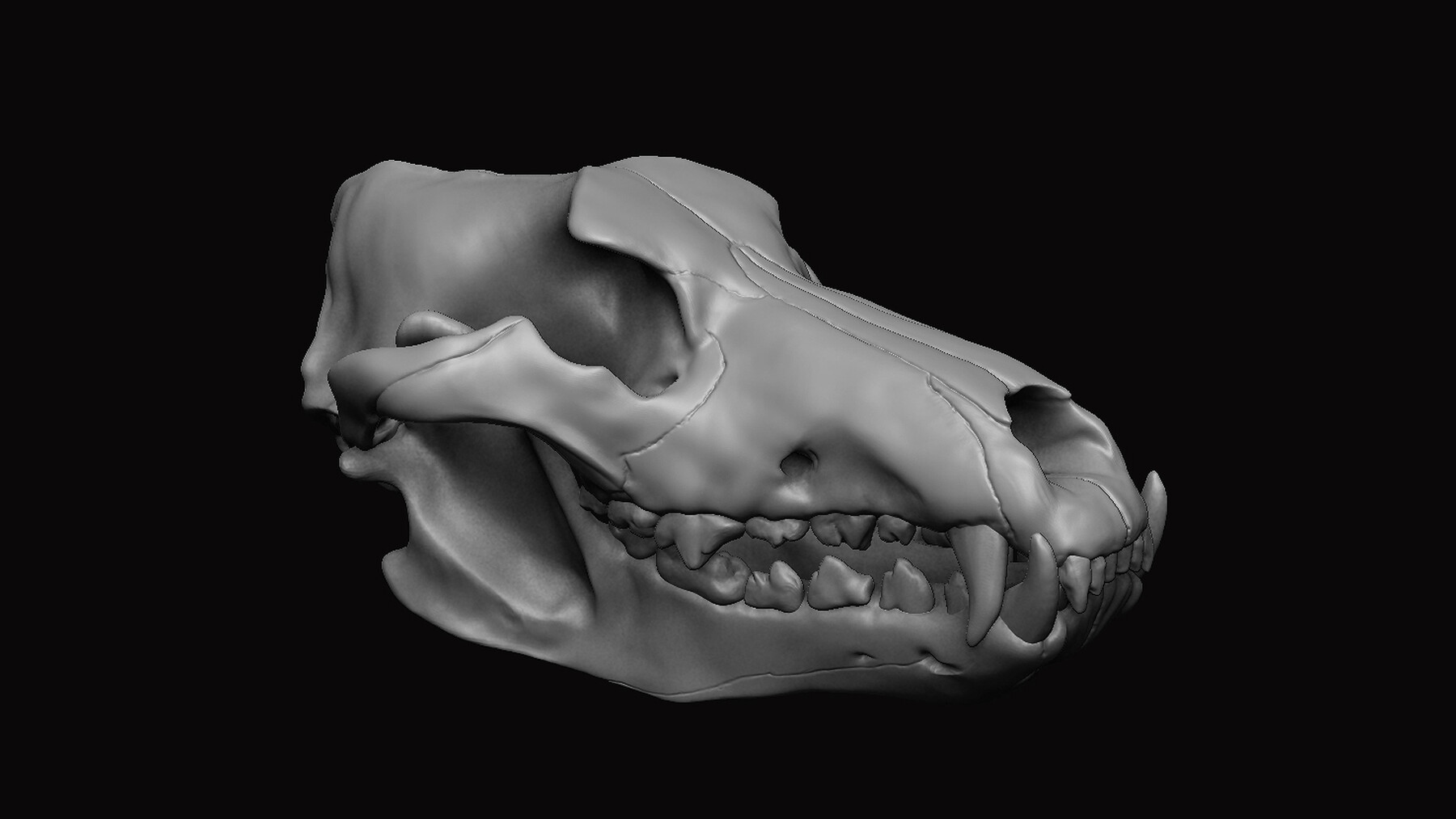 ArtStation - Wolf Skull 3D | Resources