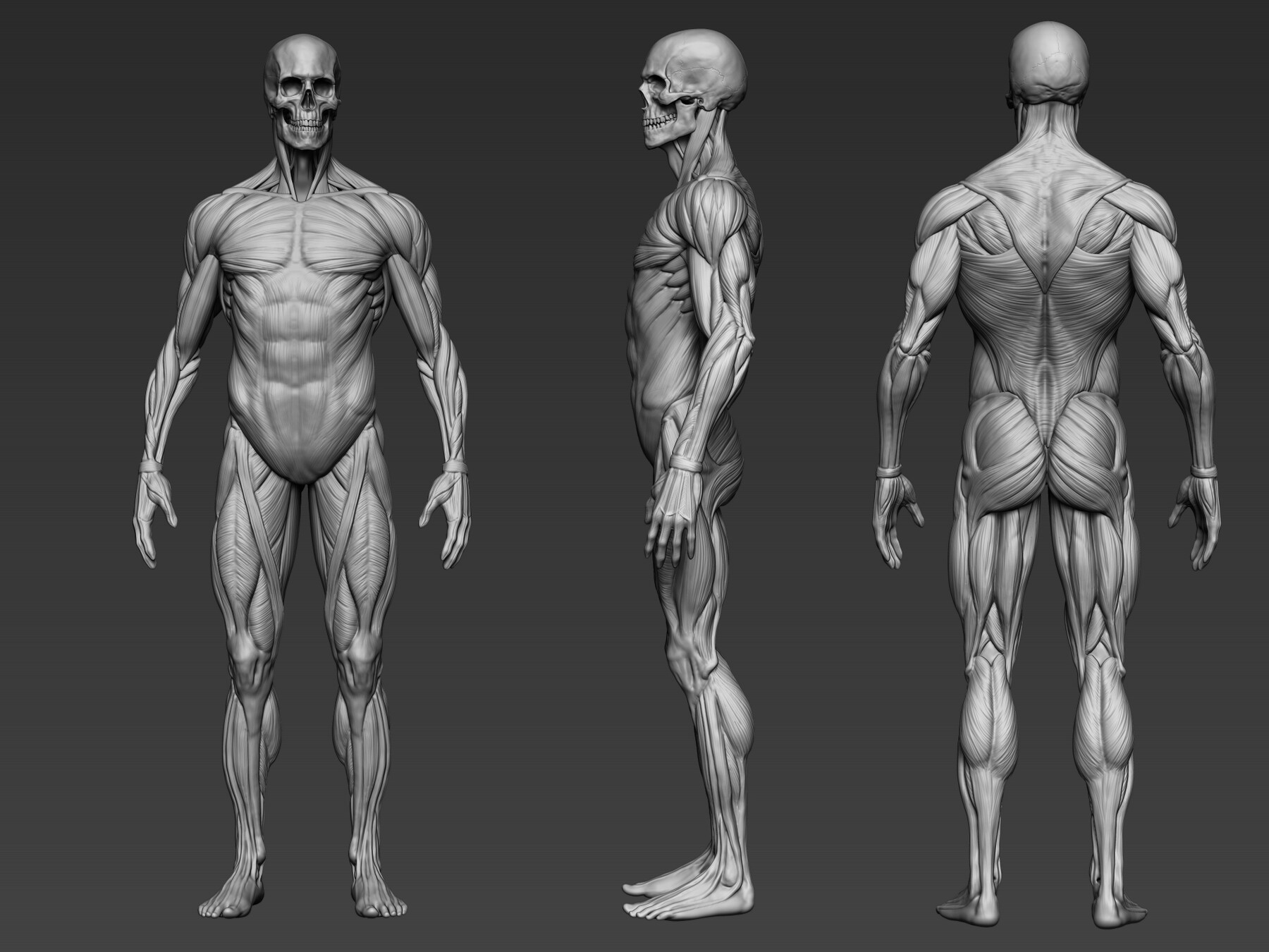 ArtStation Digital 3D Ecorche Anatomy reference